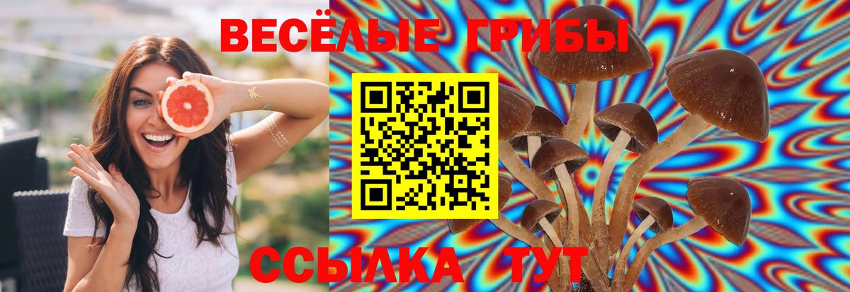 Курчатов  Галлюциногенные грибы ЛСД  Вход с VPN 